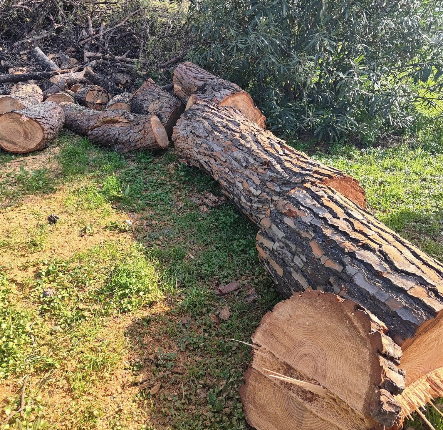 sit-in contro abbattimento alberi a Salerno